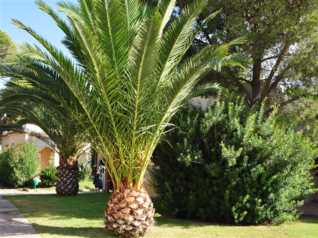 Una palma si erge verso il cielo illuminata dal sole nel suo vaso a fattura di ananas.